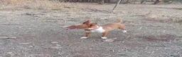 Podenco Andaluz perros en venta: Podenco Andaluz  - Anuncio 2