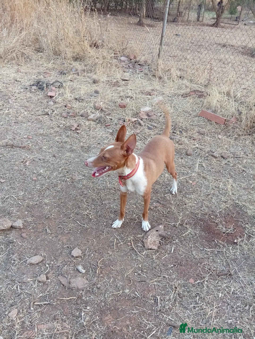 Podenco Andaluz perros en venta: Podenco Andaluz  - Anuncio 2