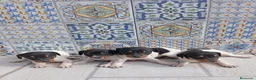 Ratonero Bodeguero Andaluz perros en venta: Bodegueros Jerezanos Alta Calidad Máxima  - Anuncio 3