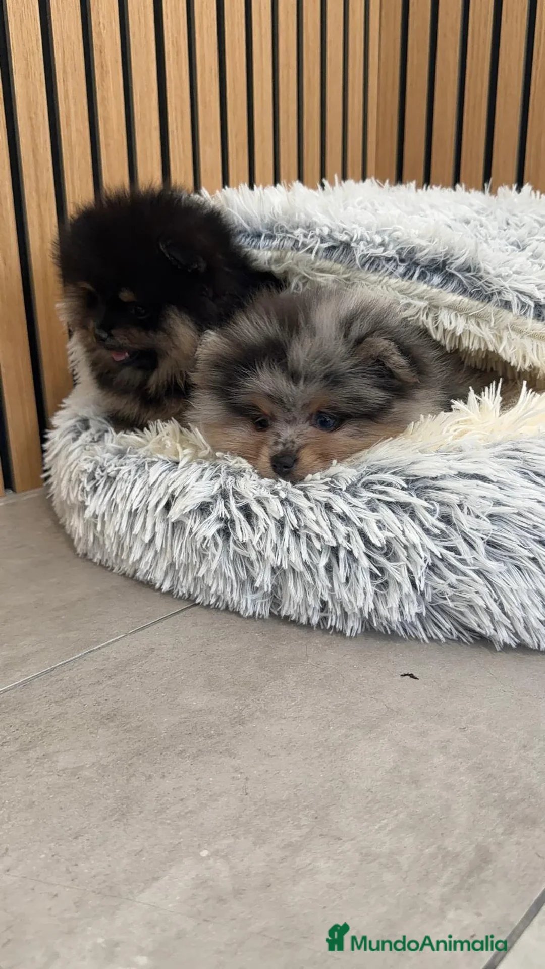 Pomerania perros en venta: Pomerania TOY disponibles  - Anuncio 2