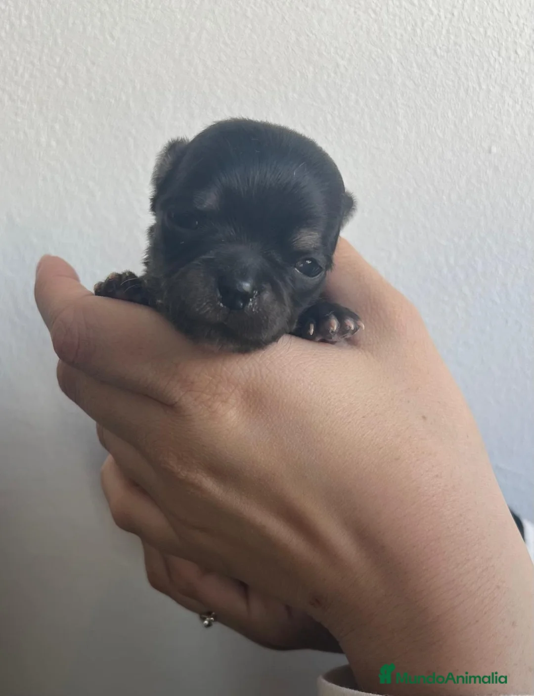 Chihuahua perros en venta: Chihuahua macho y hembra minitóy. - Anuncio 4