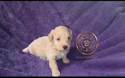 Maltipoo perros en venta: Maltipoo minis  - Imagen 1
