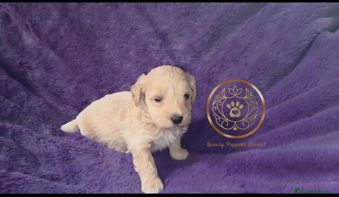 Maltipoo perros en venta: Maltipoo minis  - Imagen 1