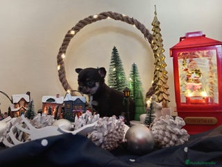 Chihuahua perros PRECIOSA HEMBRA CABEZA MANZANA MINI TOY - Anuncio 36