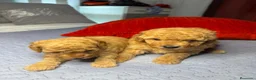 Caniche Toy perros en venta: Caniche toy  rojos y apricot - Anuncio 5