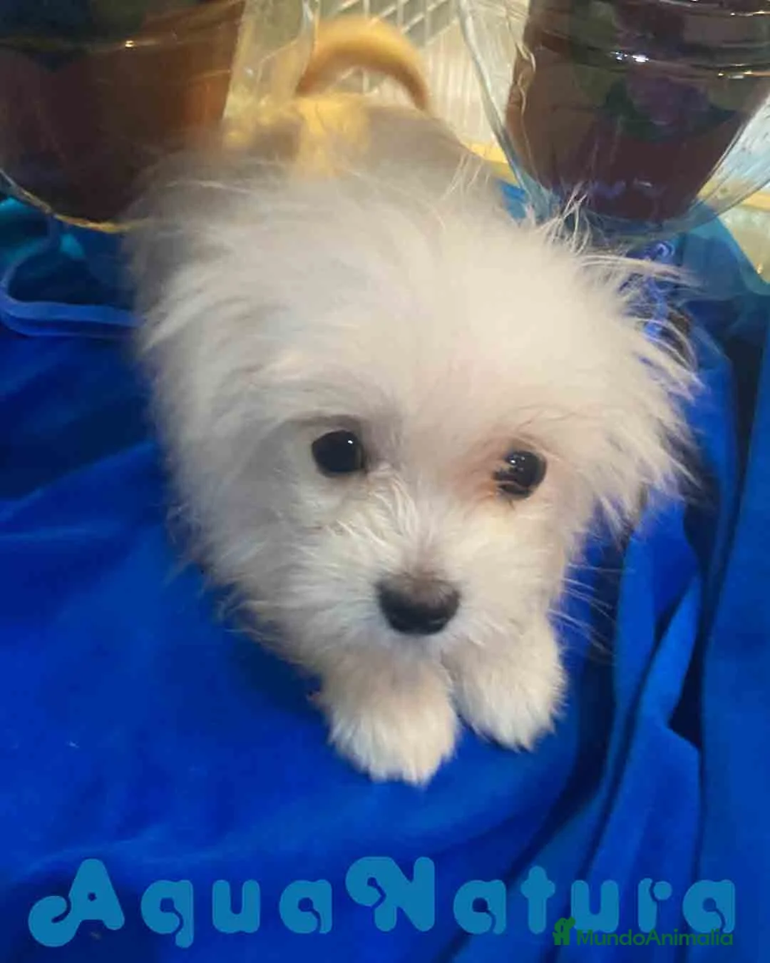 Raza Mixta perros en venta: Havapom Macho de Kyi Junior 4562 AQUANATURA - Anuncio 4