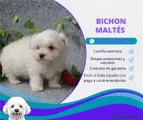Bichón Maltés Cachorro 8