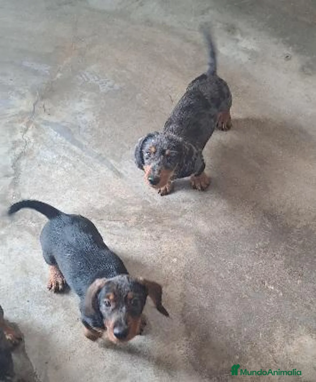 Teckel perros en venta: Teckel  - Anuncio 2
