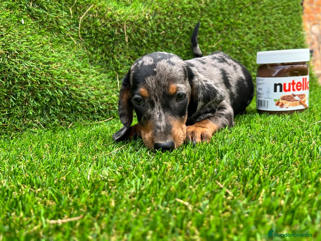 Teckel Miniatura perros en venta: Teckel MADRID  en Ciudad Real - Anuncio 2