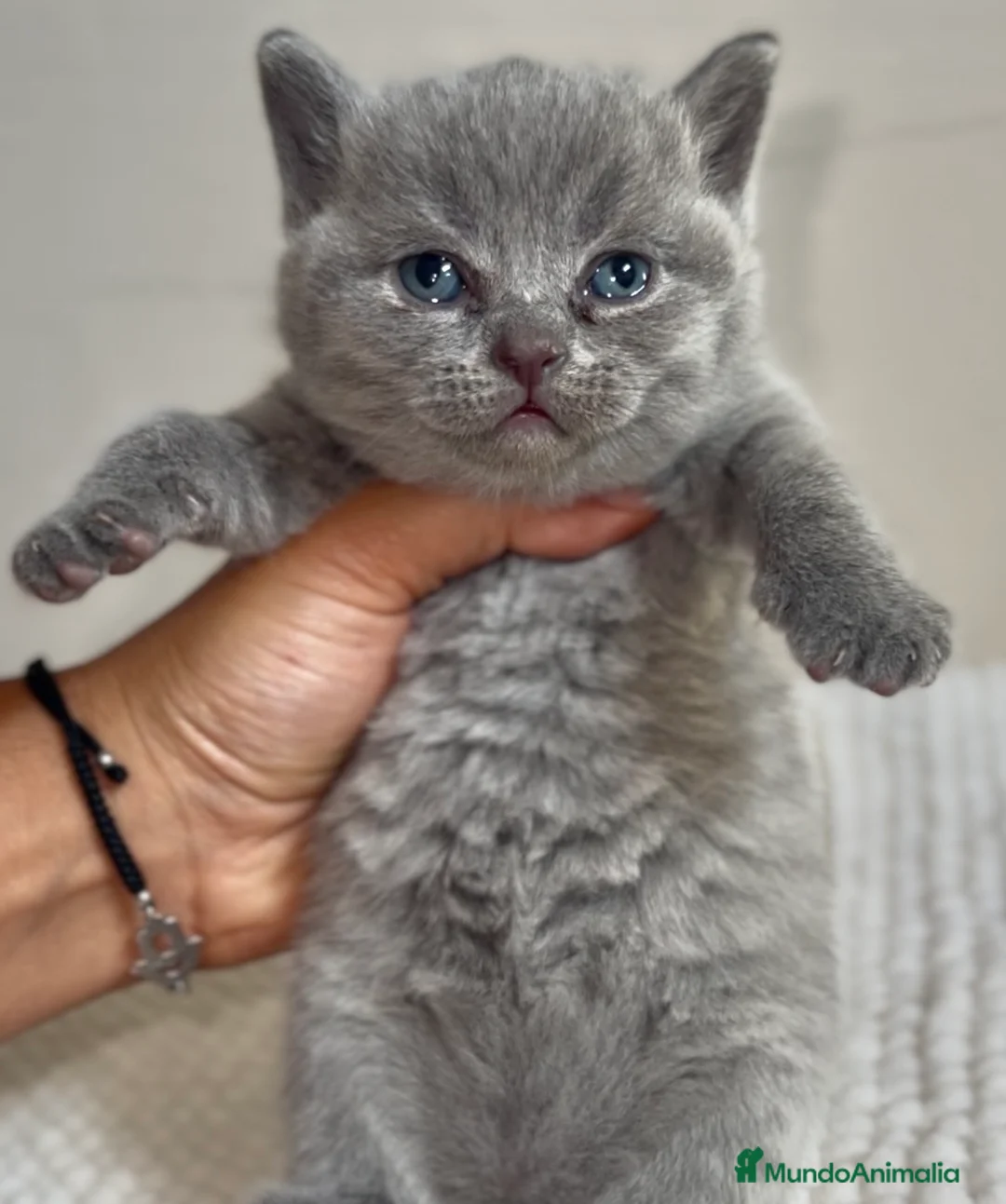 Británico de Pelo Corto Azul gatos en venta: HEMBRITA BLUE BRITISH SHORTHAIR  - Anuncio 1