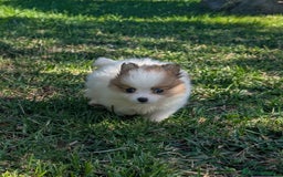Spitz pequeño - Kleinspitz perros en venta: Kleinspitz pomerania  - Imagen 5