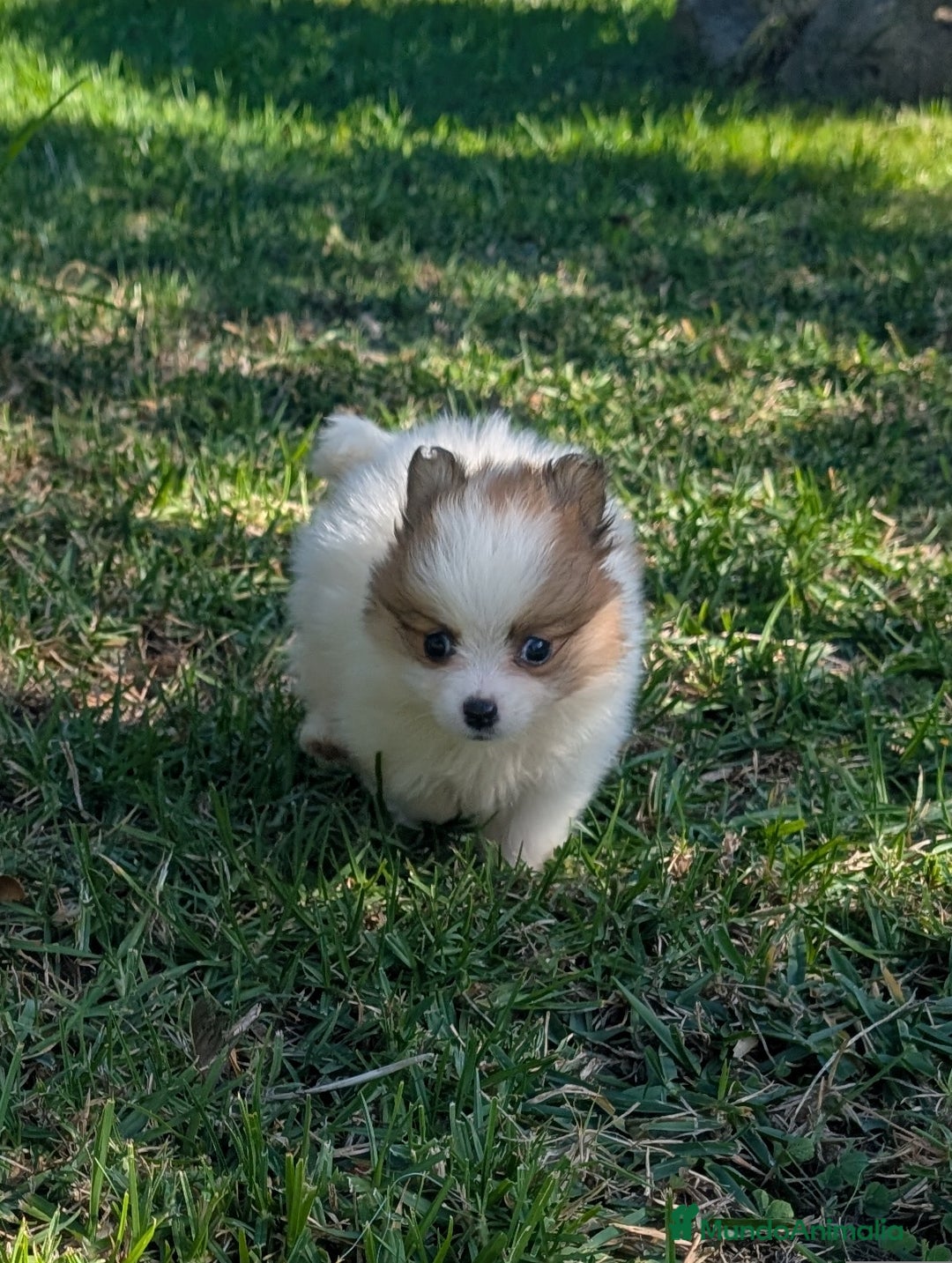 Spitz pequeño - Kleinspitz perros en venta: Kleinspitz pomerania  - Imagen 5