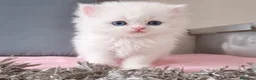 Persa gatos en venta: Cachorritos persas - Anuncio 1