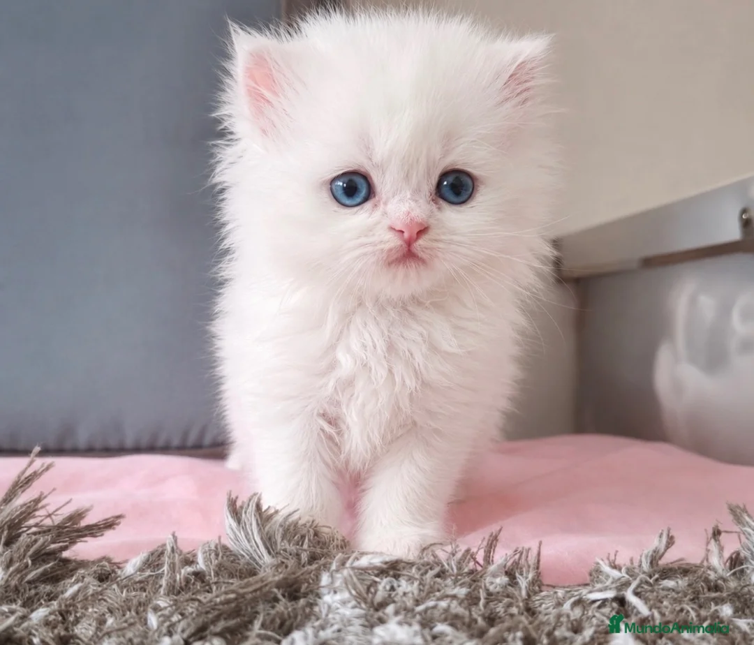 Persa gatos en venta: Cachorritos persas - Anuncio 1