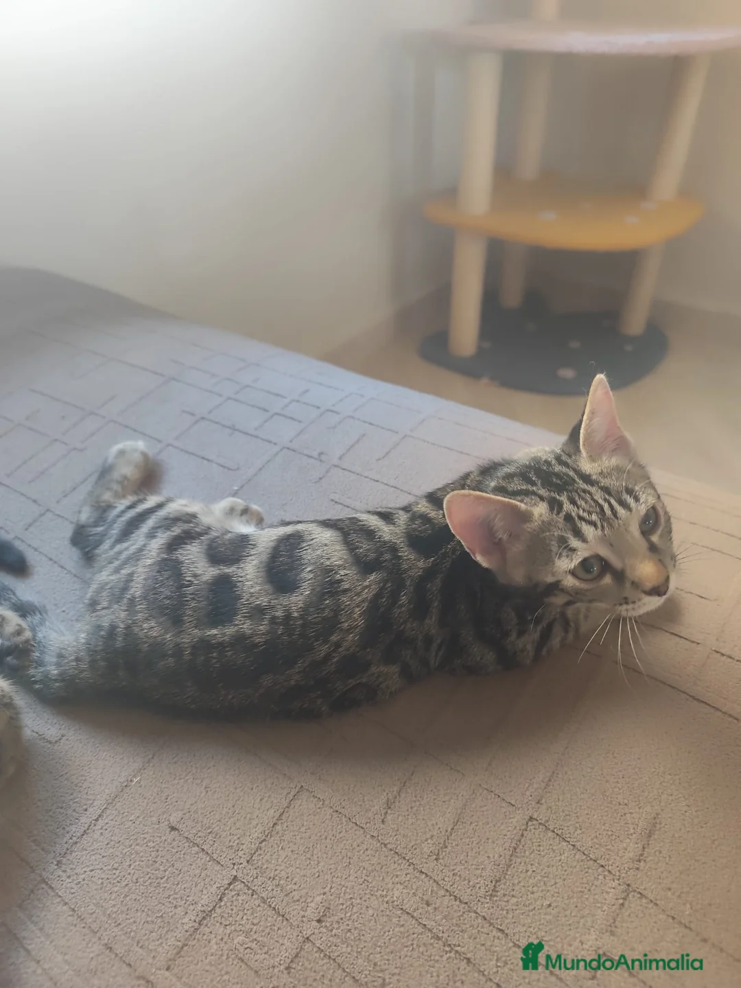 Bengalí gatos en venta: PRECIOSO GATITO BENGALÍ LISTO PARA ENTREGAR  - Anuncio 2