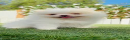 Pomerania perros en venta: POMERANIA - Anuncio 11