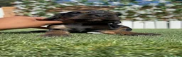 Cocker Spaniel Inglés perros en venta: COCKER SPANIEL INGLES - Anuncio 11