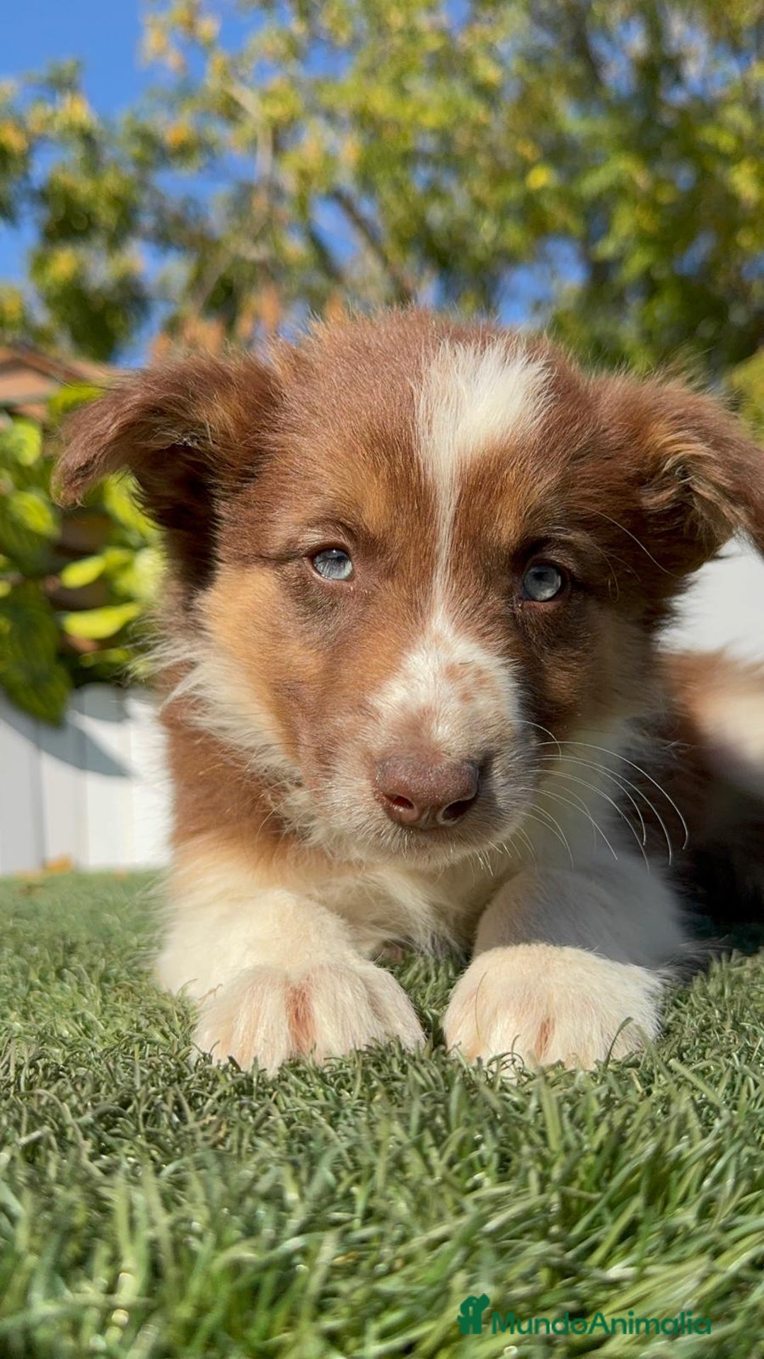 Border Collie perros en venta: BORDER COLLIE HEMBRA - Anuncio 13