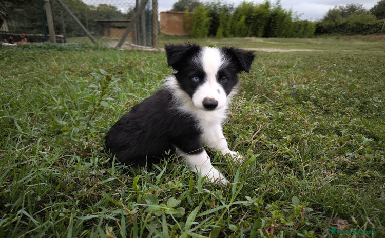 Border Collie perros - Anuncio 1