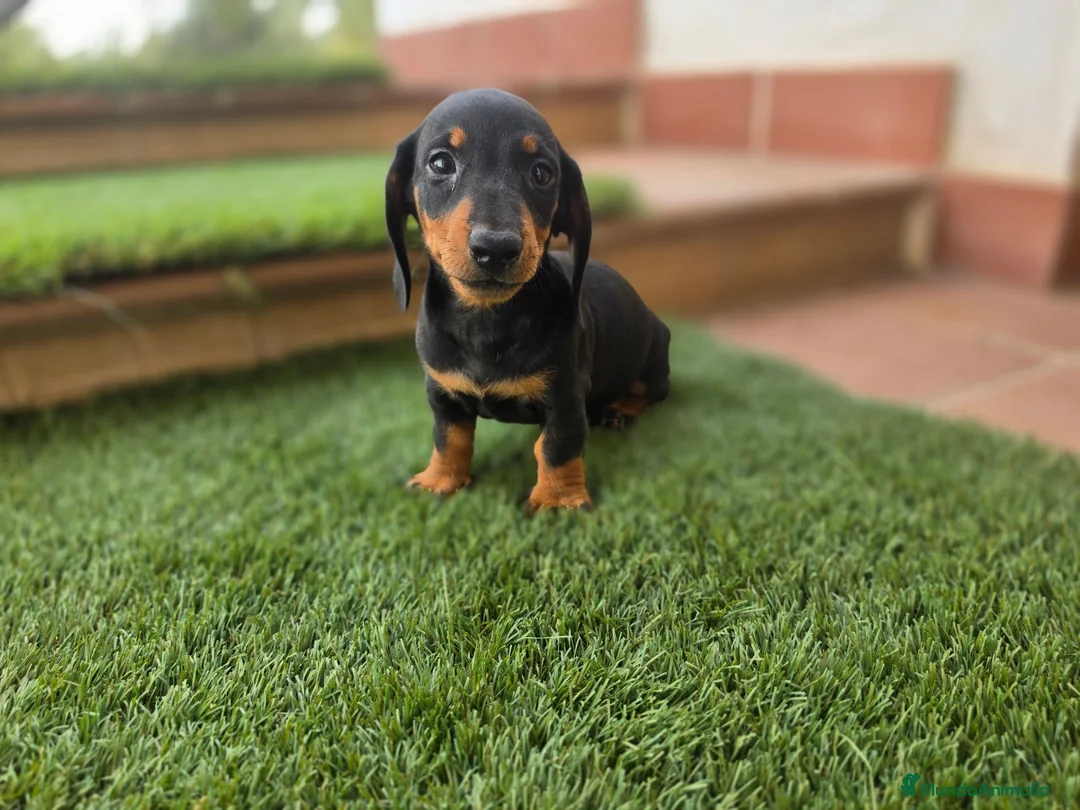 Teckel Miniatura perros en venta: TECKEL MINIATURA  - Anuncio 2