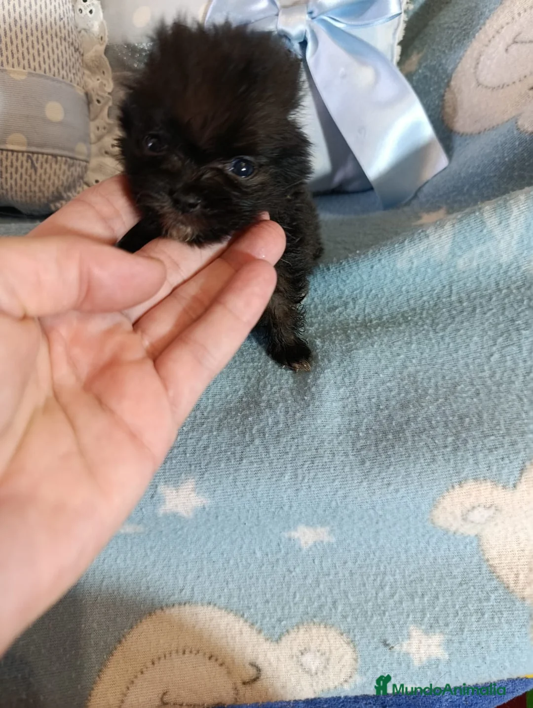 Pomerania perros en venta: Pomerania precioso ositos toy - Anuncio 2