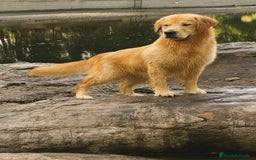 Golden Retriever perros en venta: Golden americano  - Imagen 2
