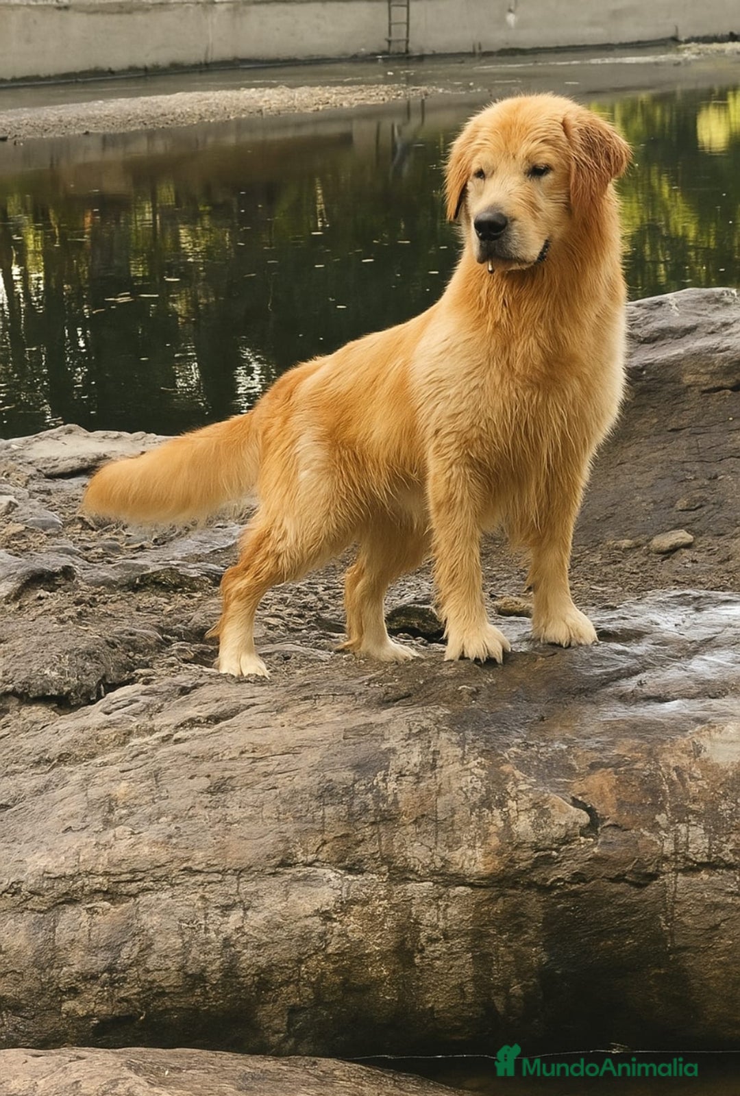 Golden Retriever perros en venta: Golden americano  - Imagen 2