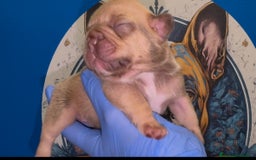 Bulldog Francés perros en venta: Bulldog francés exóticos  - Imagen 5