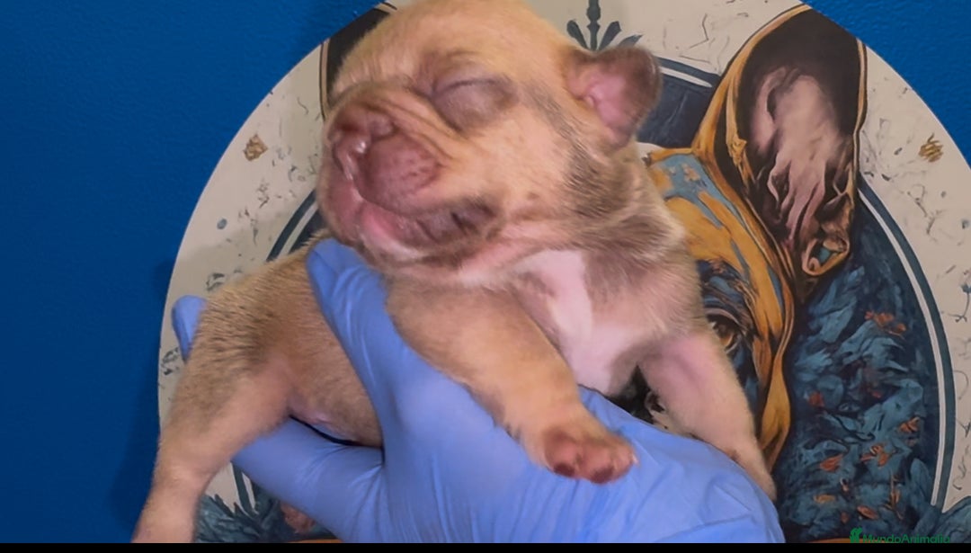 Bulldog Francés perros en venta: Bulldog francés exóticos  - Imagen 5