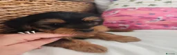 Yorkshire Terrier perros en venta: Yorkshire Terrier  en Madrid - Anuncio 6