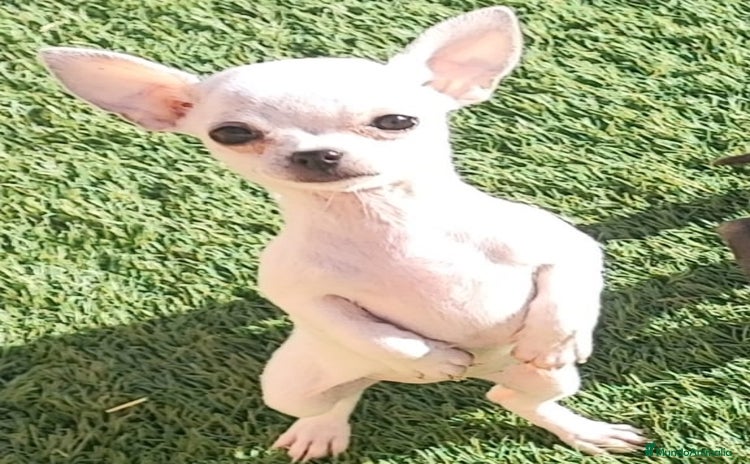 Chihuahua perros CHIHUAHUA hembra blanca - Anuncio 1