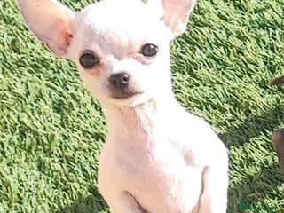 Chihuahua perros CHIHUAHUA hembra blanca - Anuncio 1