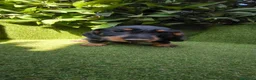 Teckel Miniatura perros en venta: teckel pelo basto corto miniatura  negro fuego  - Anuncio 2