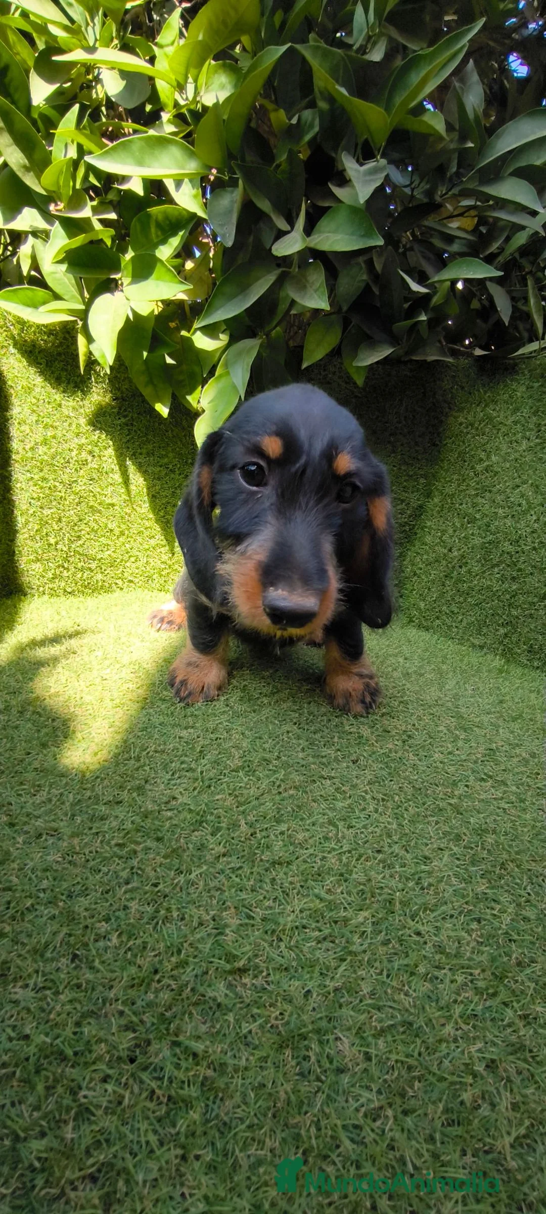 Teckel Miniatura perros en venta: teckel pelo basto corto miniatura  negro fuego  - Anuncio 2