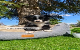 Border Collie perros en venta: BORDER COLLIE MACHO - Imagen 5