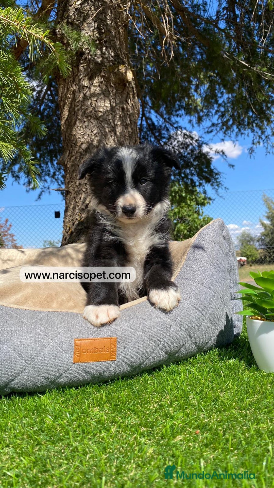 Border Collie perros en venta: BORDER COLLIE MACHO - Imagen 5