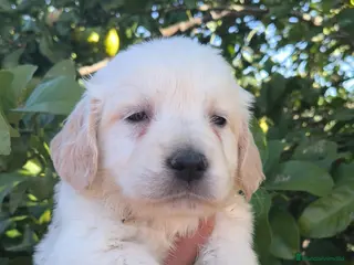 Golden Retriever perros Disponibles para entregar golden línea americana - Anuncio 1