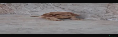Cocker Spaniel Inglés 1