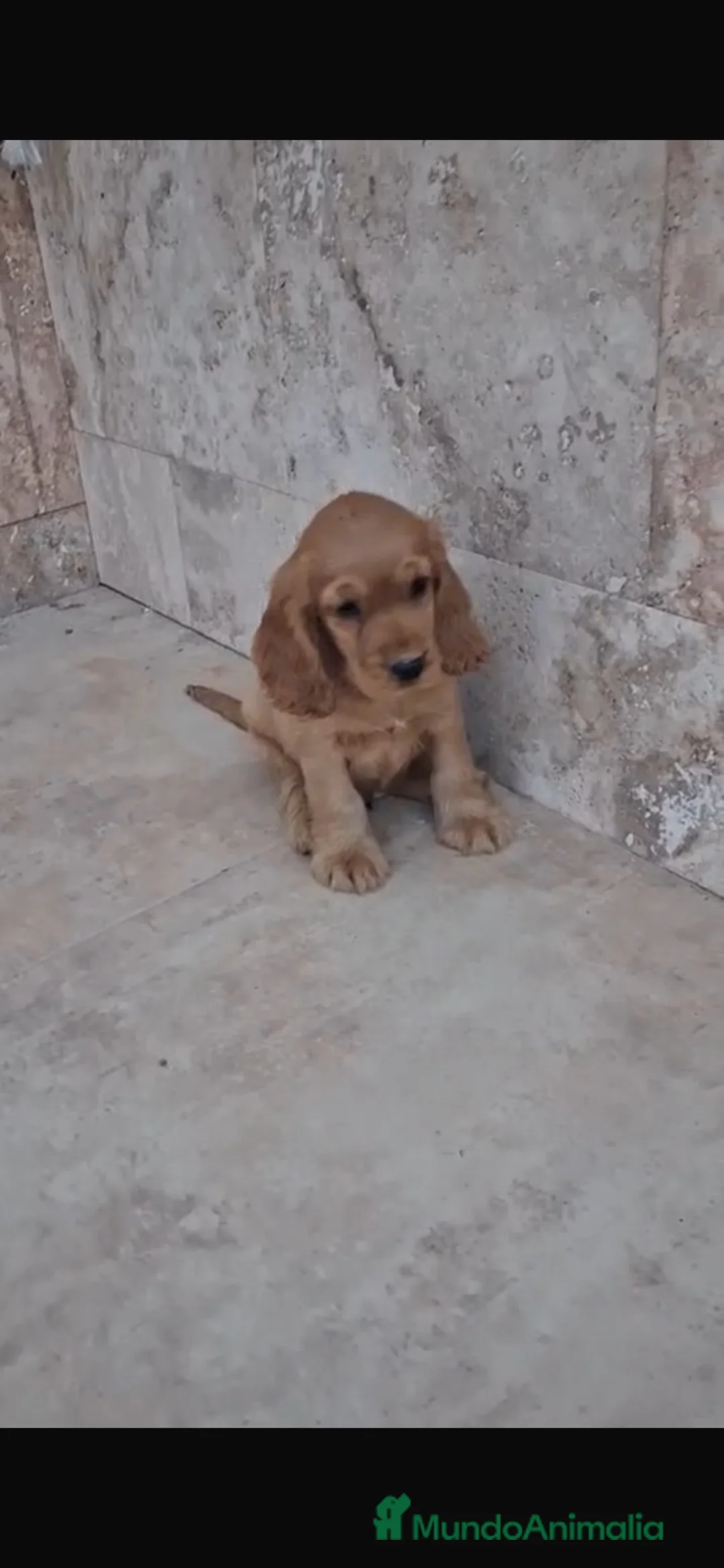 Cocker Spaniel Inglés perros en venta: COCKER INGLÉS  - Anuncio 3