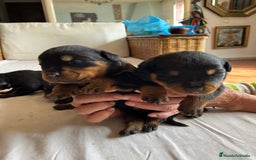 Rottweiler perros en venta: ROTTWEILER cachorros - Imagen 3