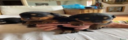 Rottweiler perros en venta: ROTTWEILER cachorros - Anuncio 3