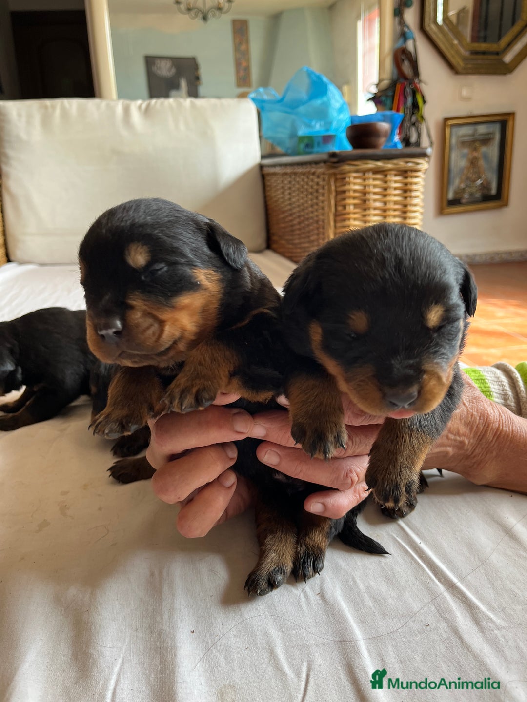 Rottweiler perros en venta: ROTTWEILER cachorros - Imagen 3