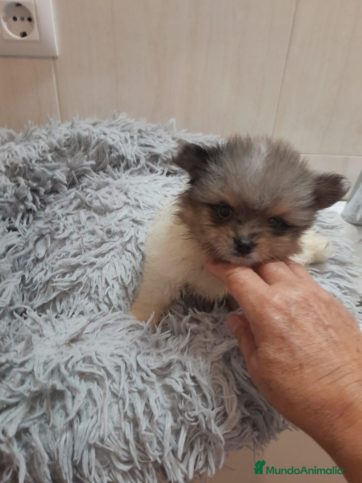 Pomerania perros Pomerania toy - Anuncio 1