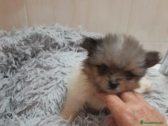 Pomerania perros Pomerania toy - Anuncio 34