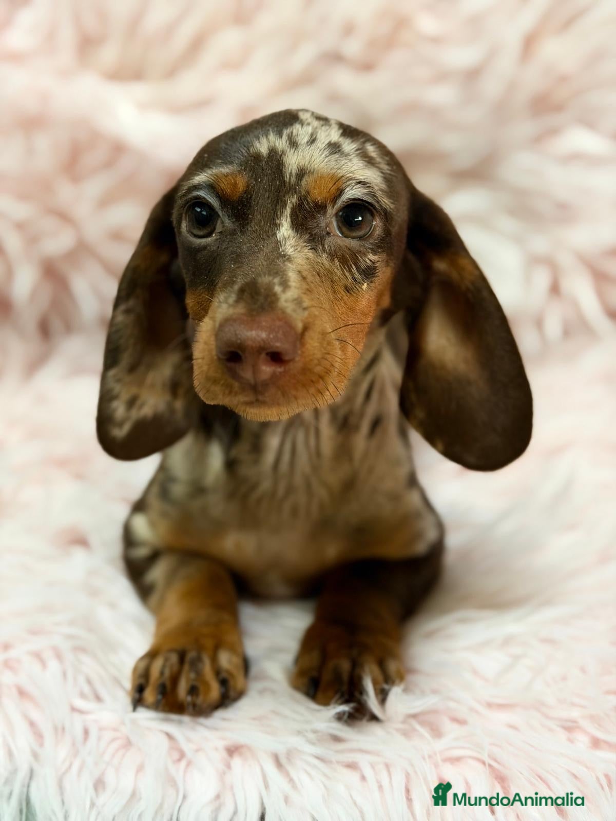 Teckel Miniatura perros en venta: Hembra teckel arlequin chocolate  - Anuncio 1
