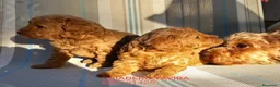 Caniche Toy perros en venta: Cachorros Caniche poodle Toy Rojo - Anuncio 2