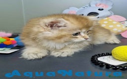 Británico de Pelo Largo gatos en venta:  British Longhair Macho 4517 AQUANATURA - Imagen 7