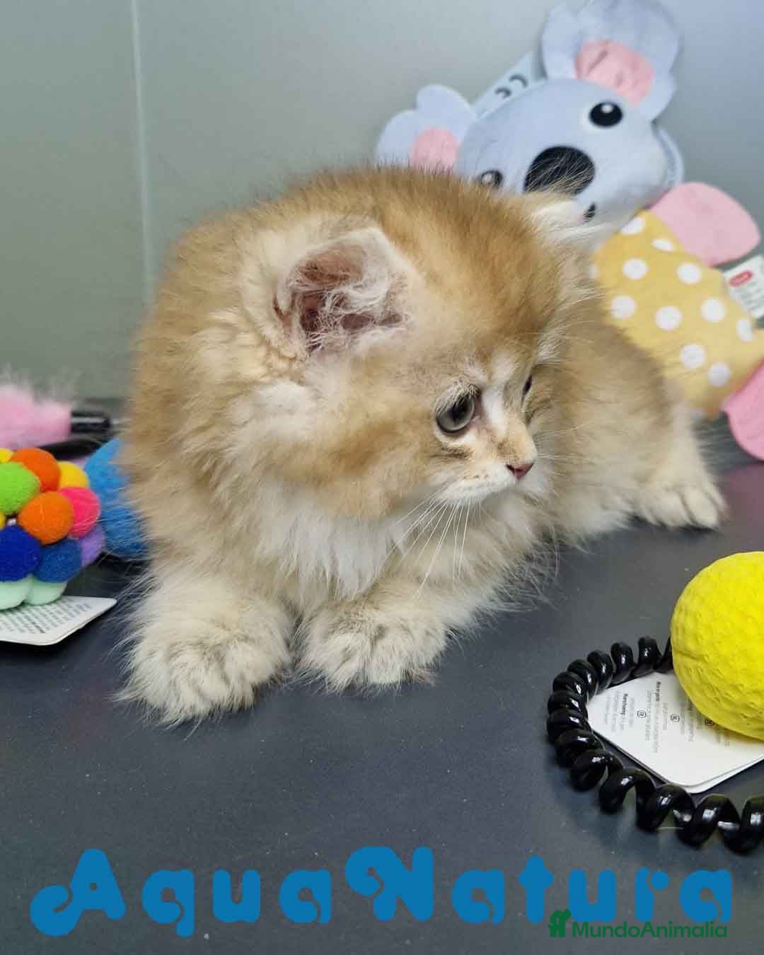 Británico de Pelo Largo gatos en venta:  British Longhair Macho 4517 AQUANATURA - Imagen 7