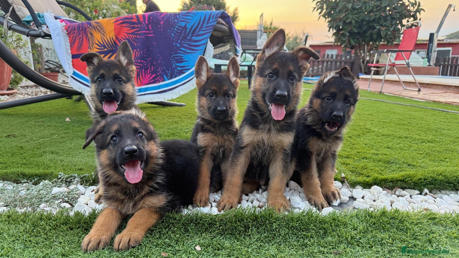 Pastor Alemán perros Cachorros pastor aleman - Anuncio 2