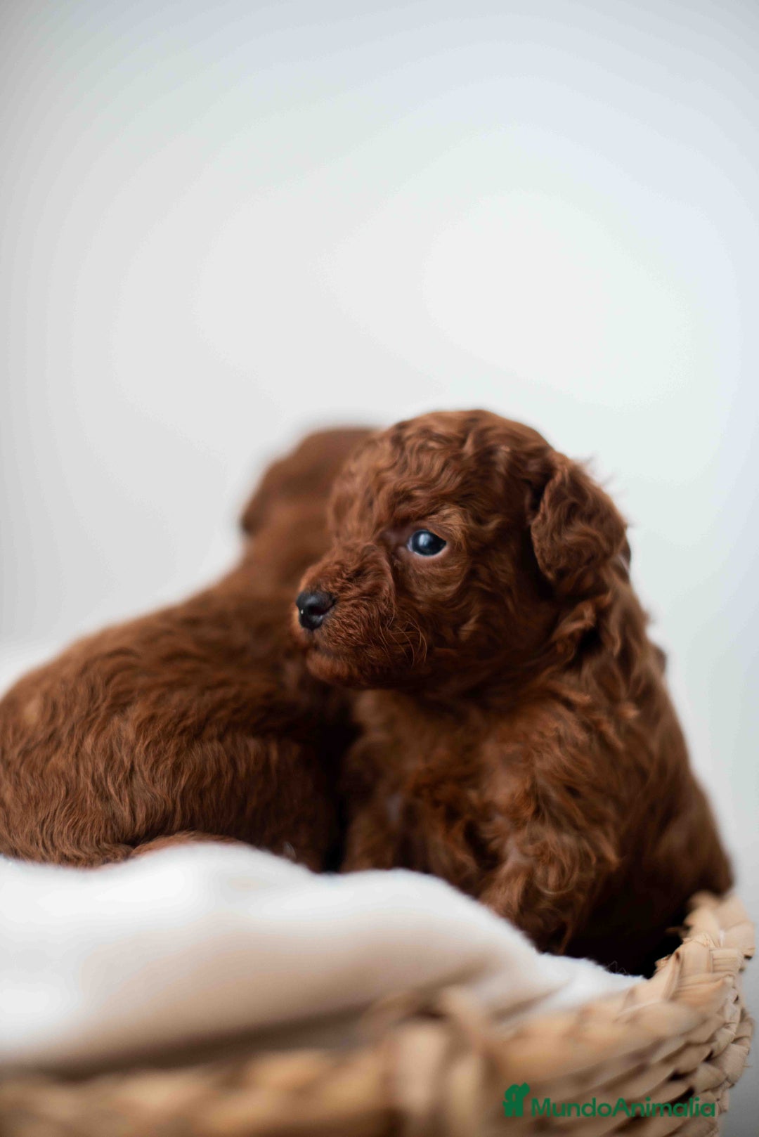 Caniche Toy perros en venta: Caniche toy rojo intenso - Anuncio 5